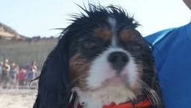 VIDEO Spectacolul a 20-a ediție a competiției de surf cu câini din San Diego. Distracție, emoție și solidaritate pentru adăposturile de animale